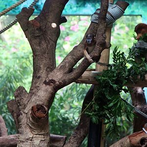 The Proboscis monkey mum and baby