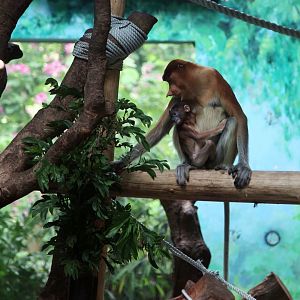 The Proboscis monkey mum and baby