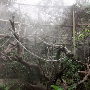 The Proboscos monkey exhibit