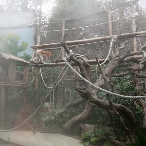 The Proboscis monkey outdoor exhibit