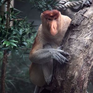Proboscis monkey male