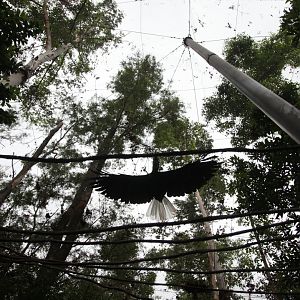 Wreathed hornbill fly over