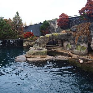 California sea lion exhibi( Nov 10th, 2018)