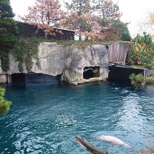 California sea lion exhibit (Nov 10th, 2018)