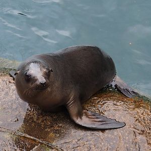 California sea lion (Zalophus californianus), Nov 10th, 2018