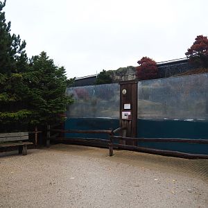 California sea lion underwater viewing area (Nov 10th, 2018)