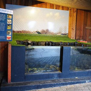 Levee-side outdoor aquarium (Nov 10th, 2018)