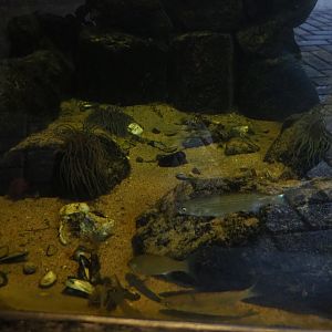 View into levee-side aquarium (Nov 10th, 2018)