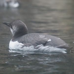 Common guillemot (Uria aalge), Nov 10th, 2018
