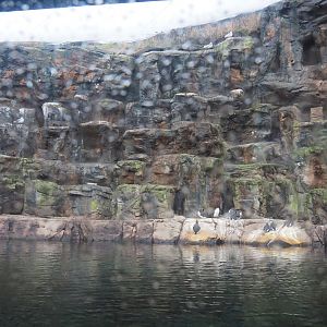 Bass Rock exhibit (Nov 10th, 2018)