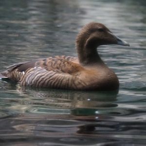 Female Eider (Somateria mollissima), Nov 10th, 2018