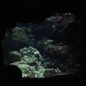 North Sea invertebrate and small fish aquarium (Nov 10th, 2018)