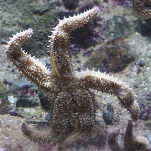 Starfish (Nov 10th, 2018)