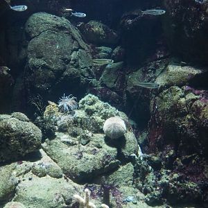 North Sea invertebrates and small fish aquarium (Nov 10th, 2018)