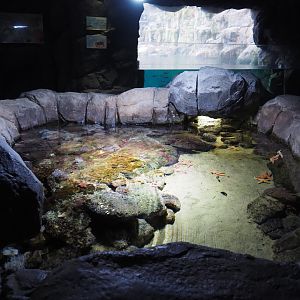 North sea tidal pool (Nov 10th, 2018)