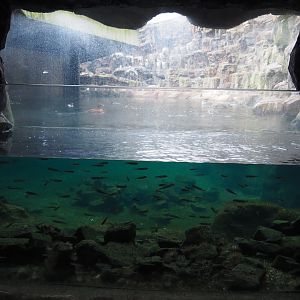 Feed fish aquarium next to Bass Rock exhibit (Nov 10th, 2018)