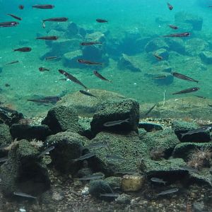 Sand smelts (Atherina presbyter), Nov 10th, 2018