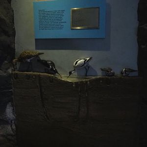 Sea bird banquet display (Nov 10th, 2018)