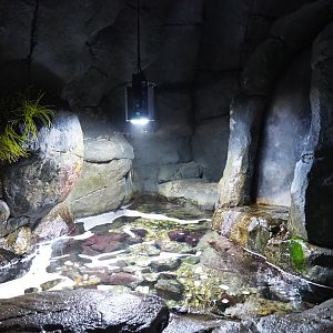 Surf aquarium (Nov 10th, 2018)