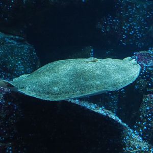 Swimming turbot (Scophthalmus maximus), Nov 10th, 2018