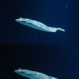 Swimming turbot (Scophthalmus maximus), Nov 10th, 2018