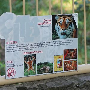 Tiger info