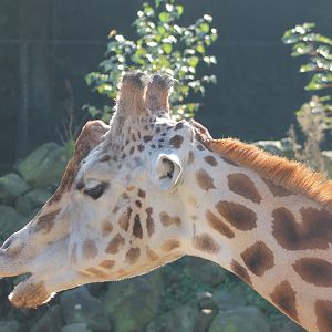 Giraffe