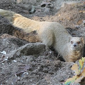 Yellow mongoose
