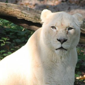 White lion