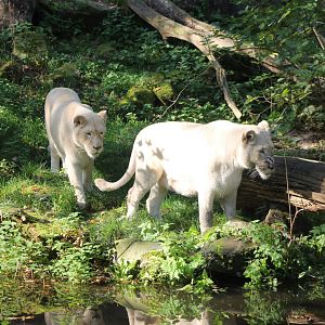 White lions