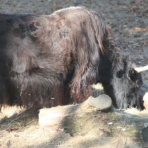 Yak