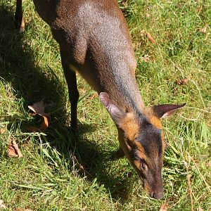 Muntjac