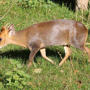 Muntjac