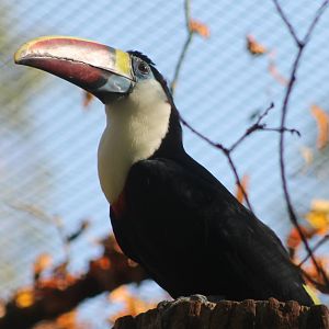 Red-billed toucan