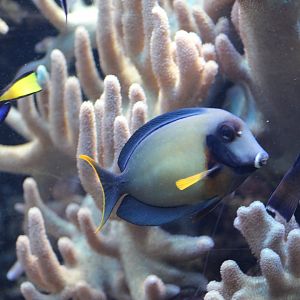 Pacific Mimic Surgeonfish