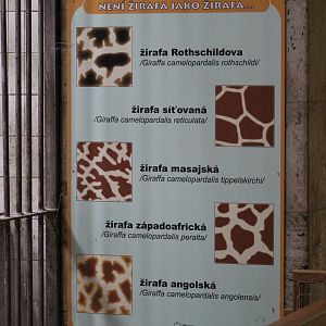 Giraffe (Sub)Species Pelage Sign