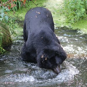 Asiatic Black Bear