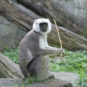 Tarai Grey Langur
