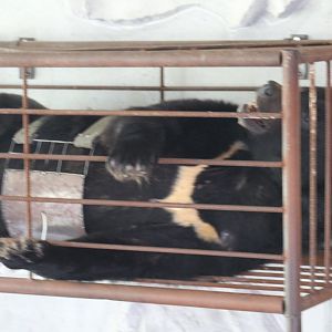 Bile Bear in a Crush Cage