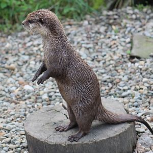 Oriental Small-Clawed Otter