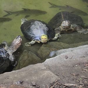 Asian Turtles