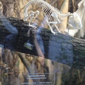 Southern Tree Hyrax Skeleton