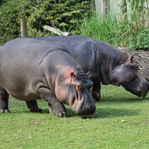 Hippos Grazing
