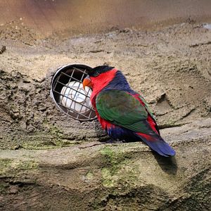 Red-Breasted Black-Capped Lory