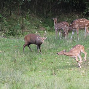 Indian Hog Deer Chasing Chital