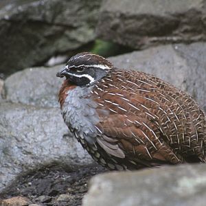 Madagascar Partridge