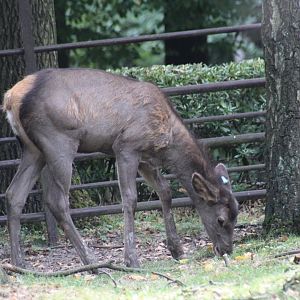Altai Wapiti Fawn