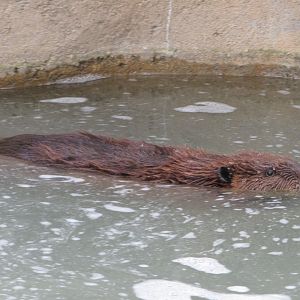 American Beaver