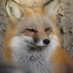 American Red Fox