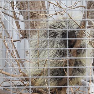 North American Porcupine